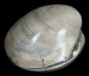 Polished Fossil Clam - Small Size #5281-2